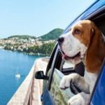 Traveling with pets in Vietnam