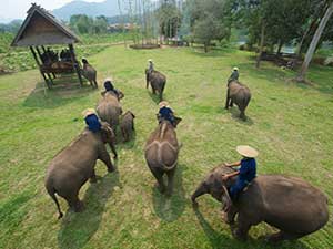 Luang Prabang Elephant Camp