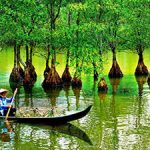 Can Gio Mangrove Forest