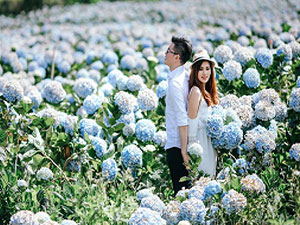 Hydrangeas Garden