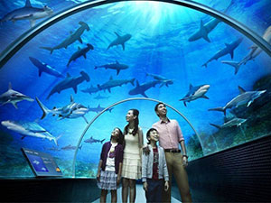 Tri Nguyen Aquarium