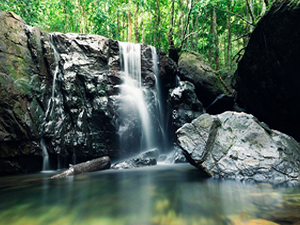 Tranh stream